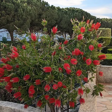 Presqu'ile De La Lagune - Piscine - & Nature דירה סן סיפריאן